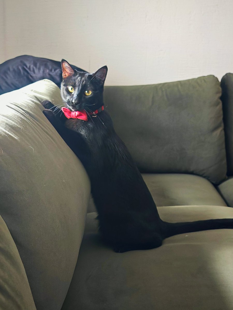 the little cat lady tweet media