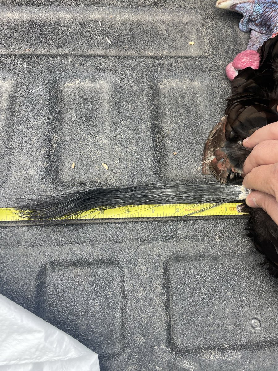 WhittyMo540 tweet media