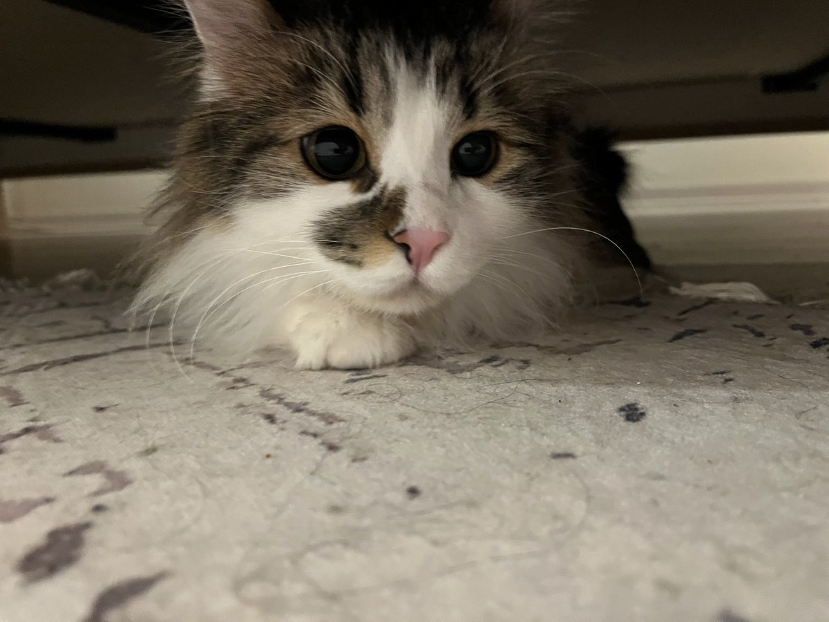 lili🐾 tweet media