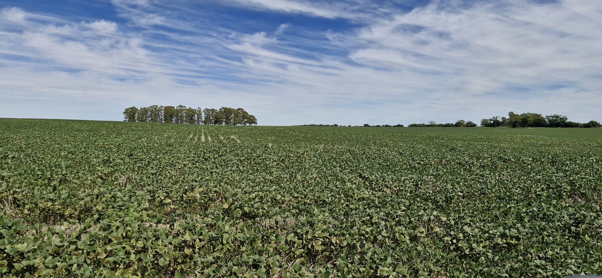 Valentín tweet media