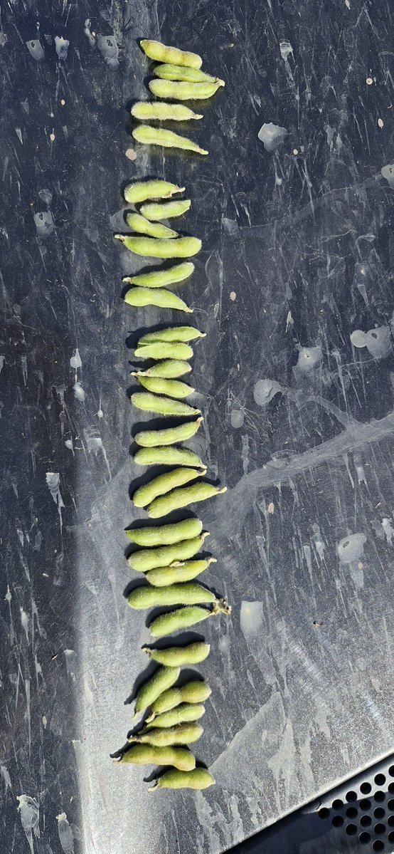 Valentín tweet media