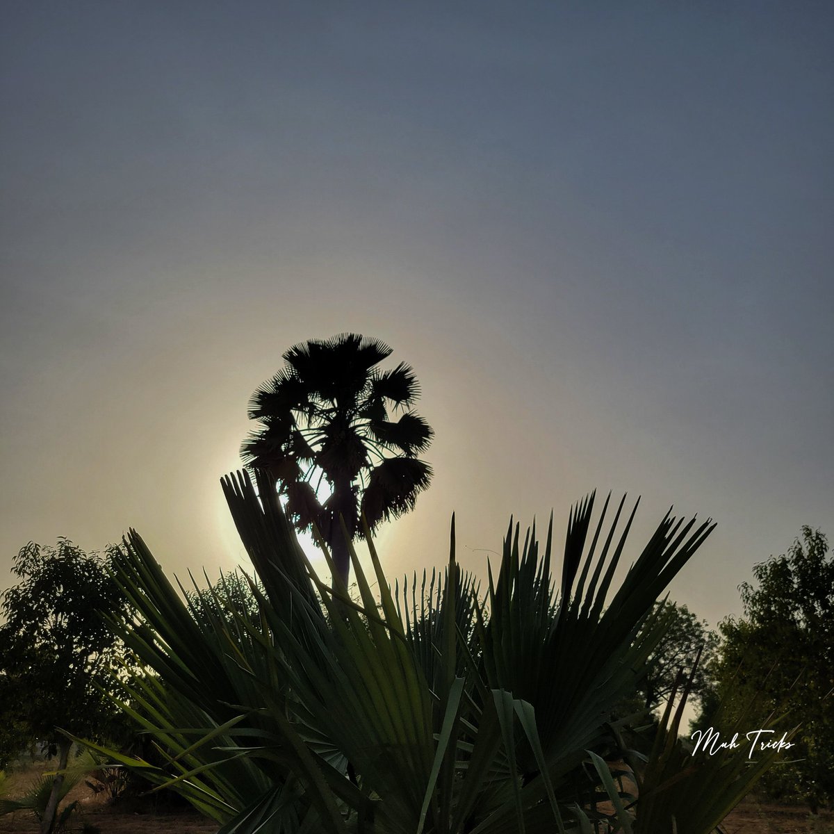 Muh Tricks 🇳🇬 tweet media