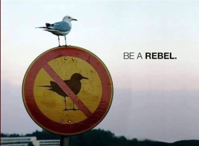 Ralph Stahl 🇩🇪 ☮️ tweet media