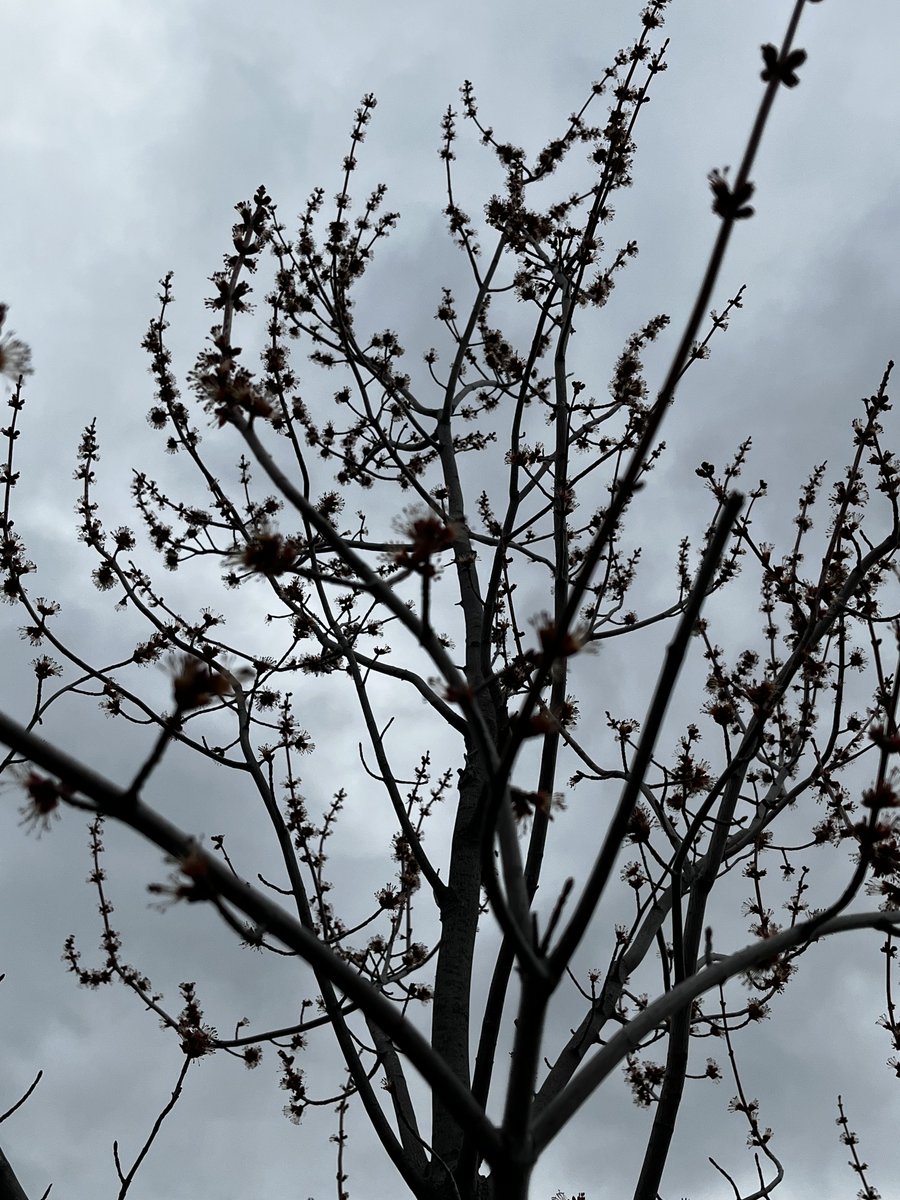 JahnaviGogoi2's tweet photo. Spring? #ontariospring #cloudyskies https://t.co/PQZ81bfbUk