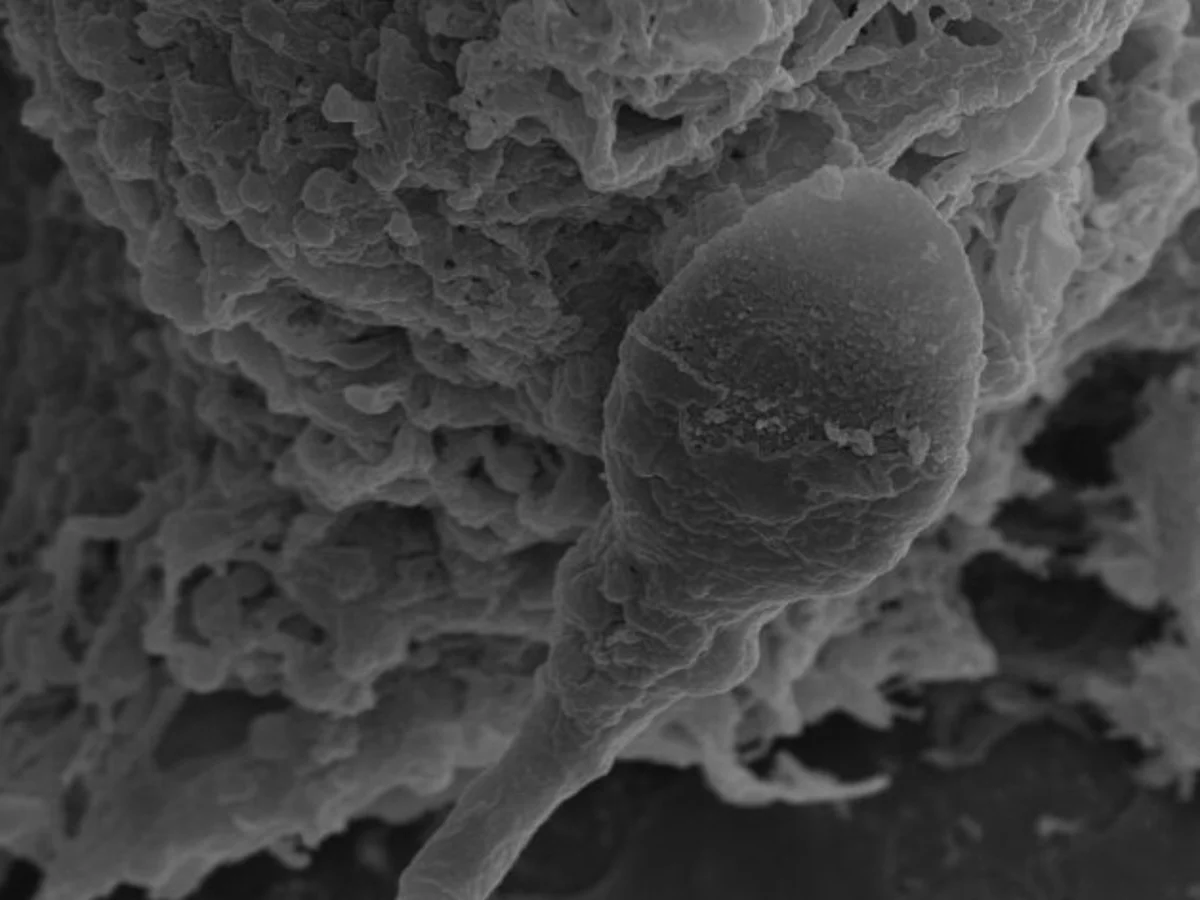 Night Sky Today tweet media