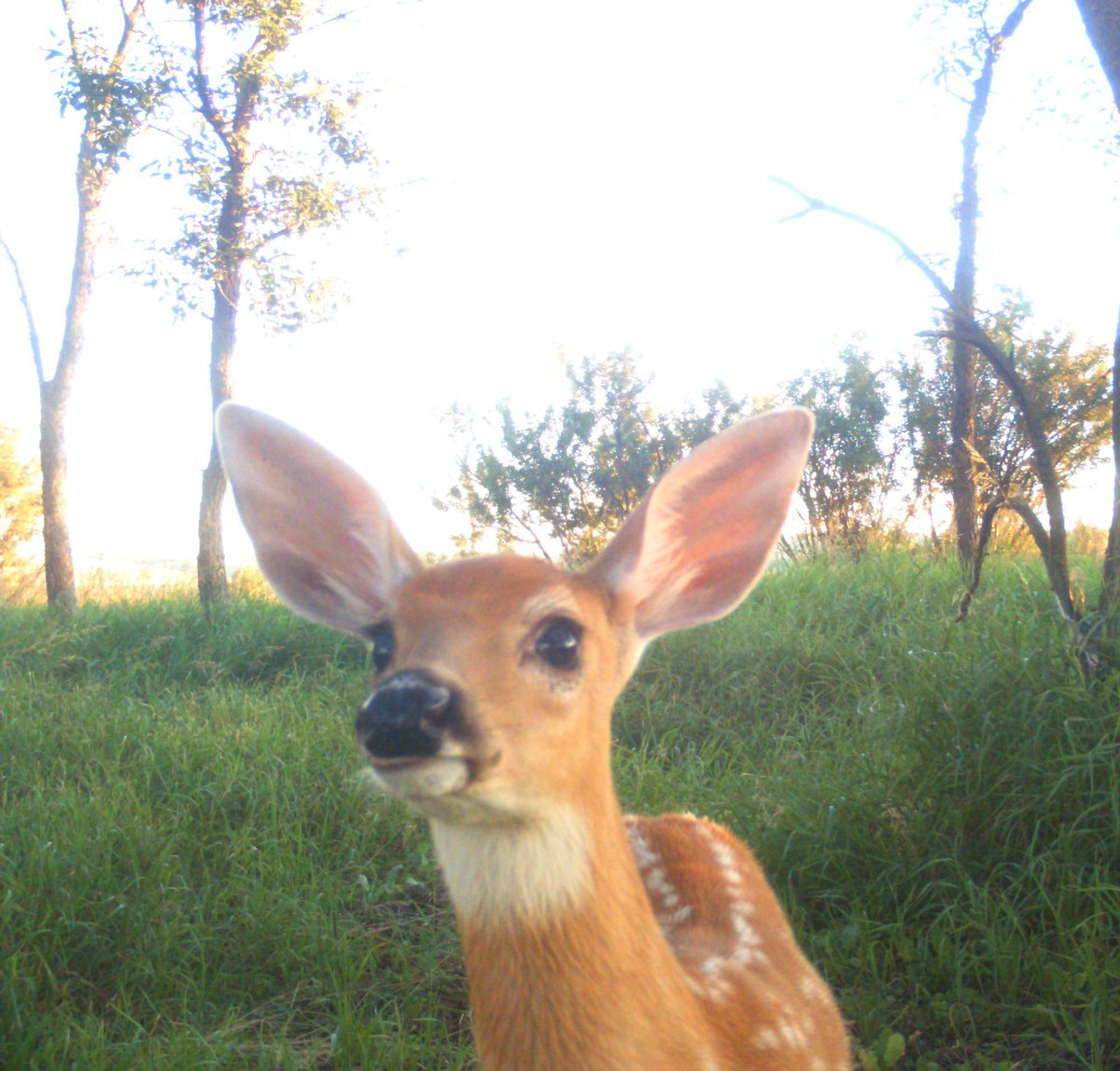Tinydeerposts🏳️‍⚧️🦌 tweet media