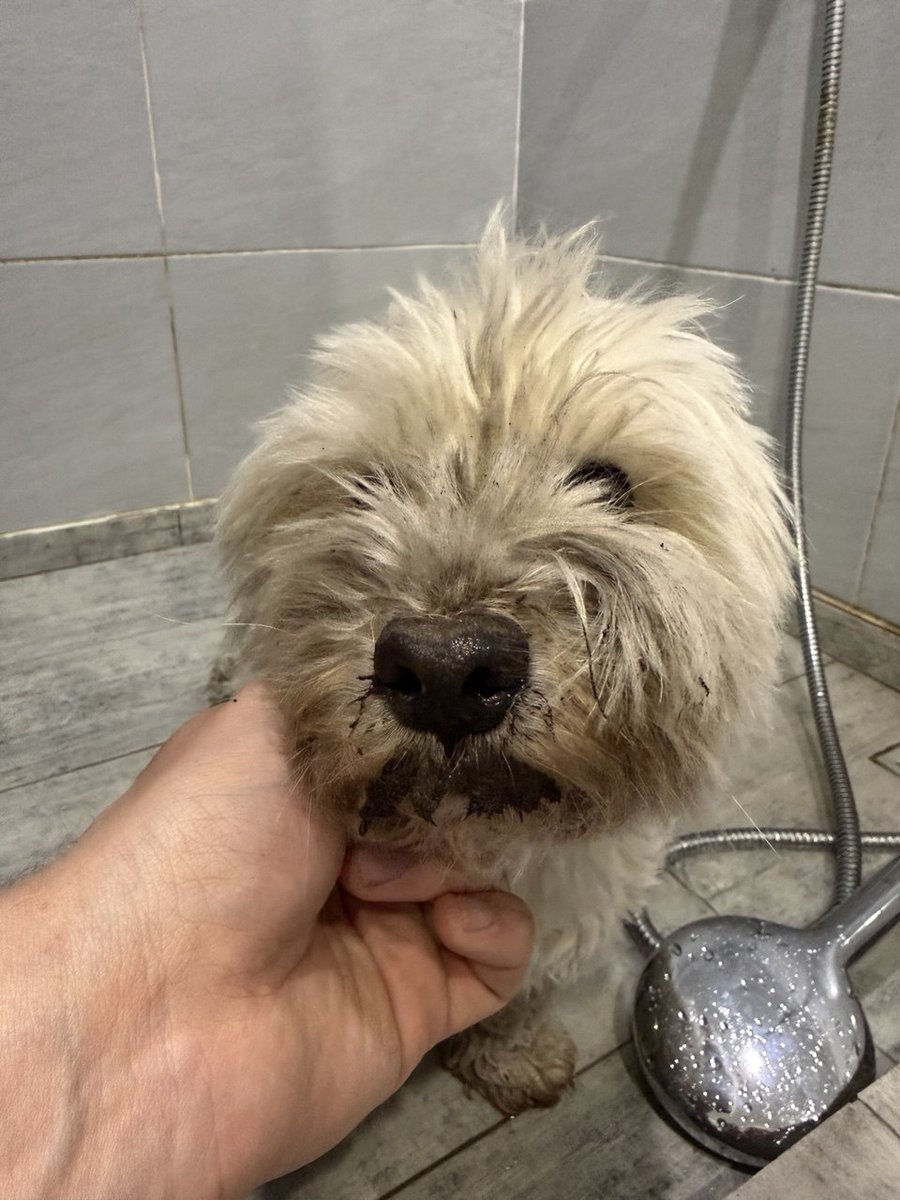 Шкода тюльпанів.
Здається, пора зробити в квітнику парканчик.
Сам винуватий, не треба було відволікатися 🫣