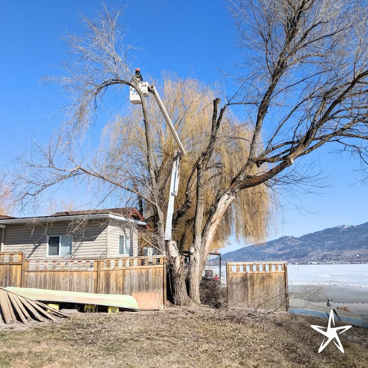 silverstartree's tweet photo. 🌿 Keeping nature in balance, one tree at a time.
Helping homeowners and communities maintain beautiful, safe landscapes.

Get Started: https://t.co/eJF0miXNuZ

#TreeMaintenance #SilverStarTree #TreeLovers #YardCare #SustainableTreeCare https://t.co/jZgecxfzk6