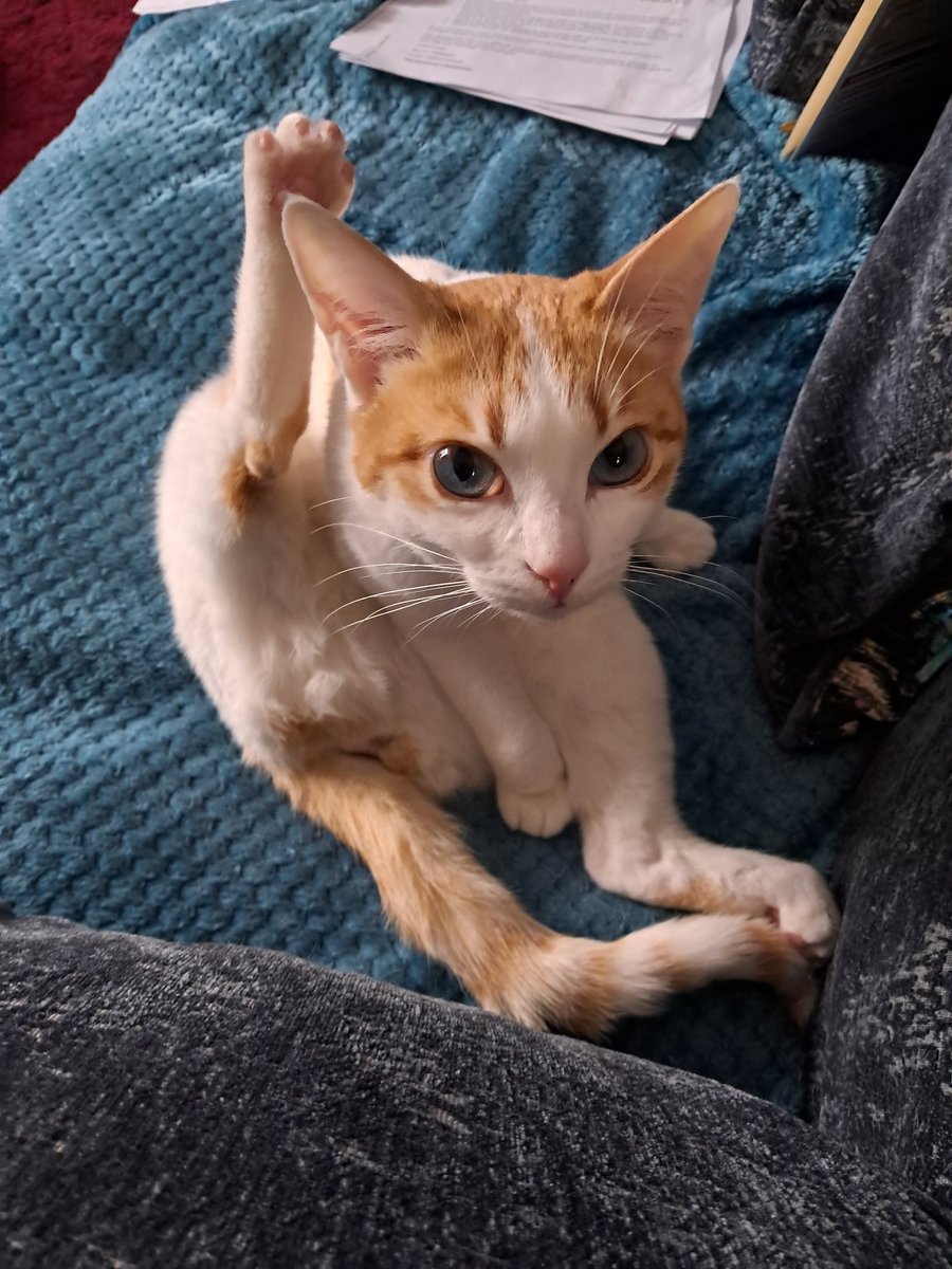 Zoe Foster 💚 🦇 tweet media