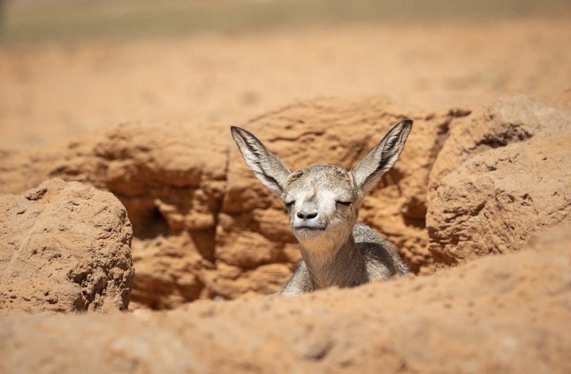 نُزه tweet media