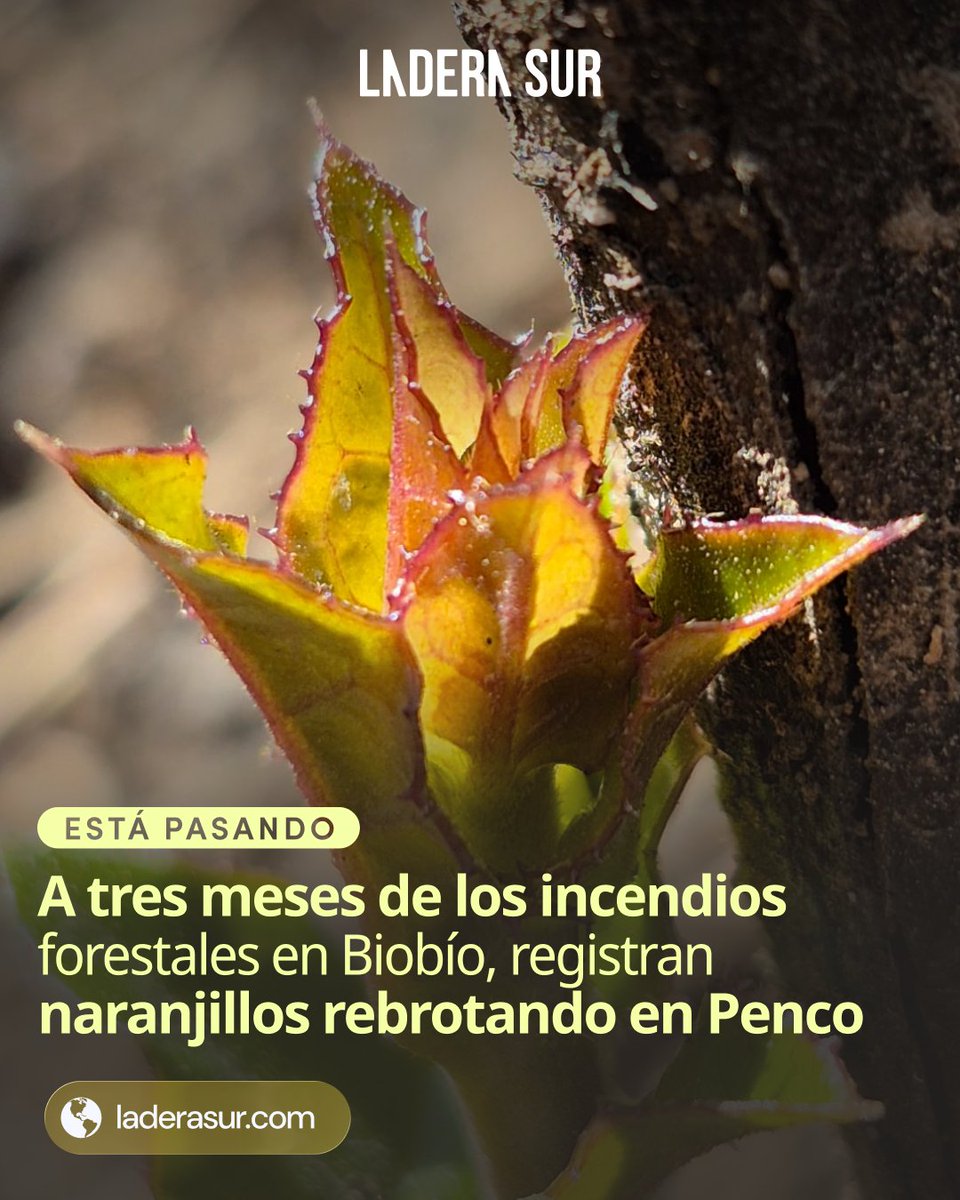 ladera_sur's tweet photo. #EstáPasando A tres meses de los incendios forestales en Biobío, registran naranjillos rebrotando en Penco🌱🤩

¿Qué te parece esta noticia? Todos los detalles aquí. 👇🏽

https://t.co/NVWjL19Dnn https://t.co/SAq0X6DW9B
