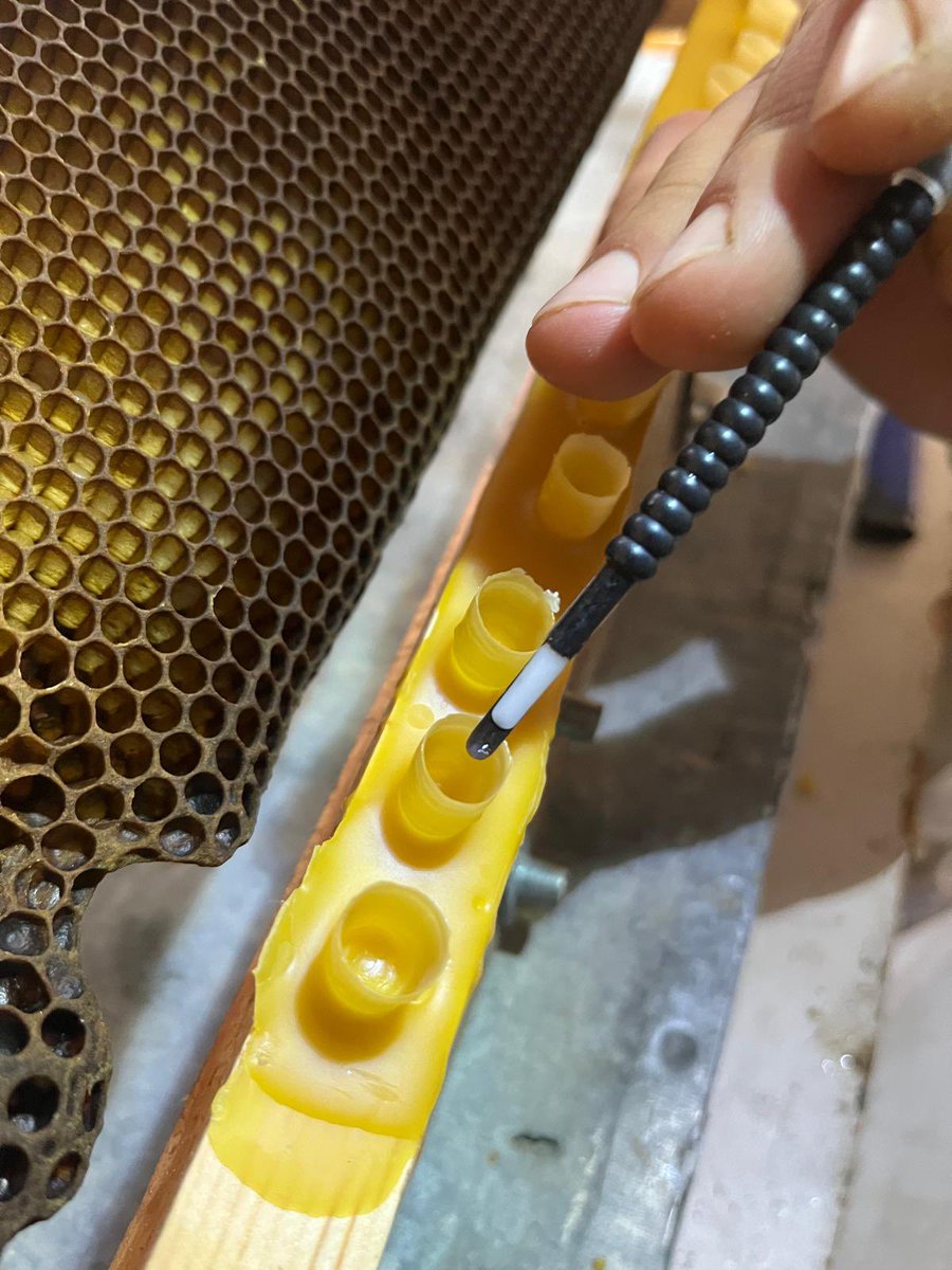 haluk_ozcelik's tweet photo. Larva transferi ile Ana Arı Üretimi
Sipariş için bize ulaşabilirsiniz. 
#honey #bee #Bal #Arı #Arıcılık #quenbee #Anaarı #Kraliçe https://t.co/BfJUBy4LAr