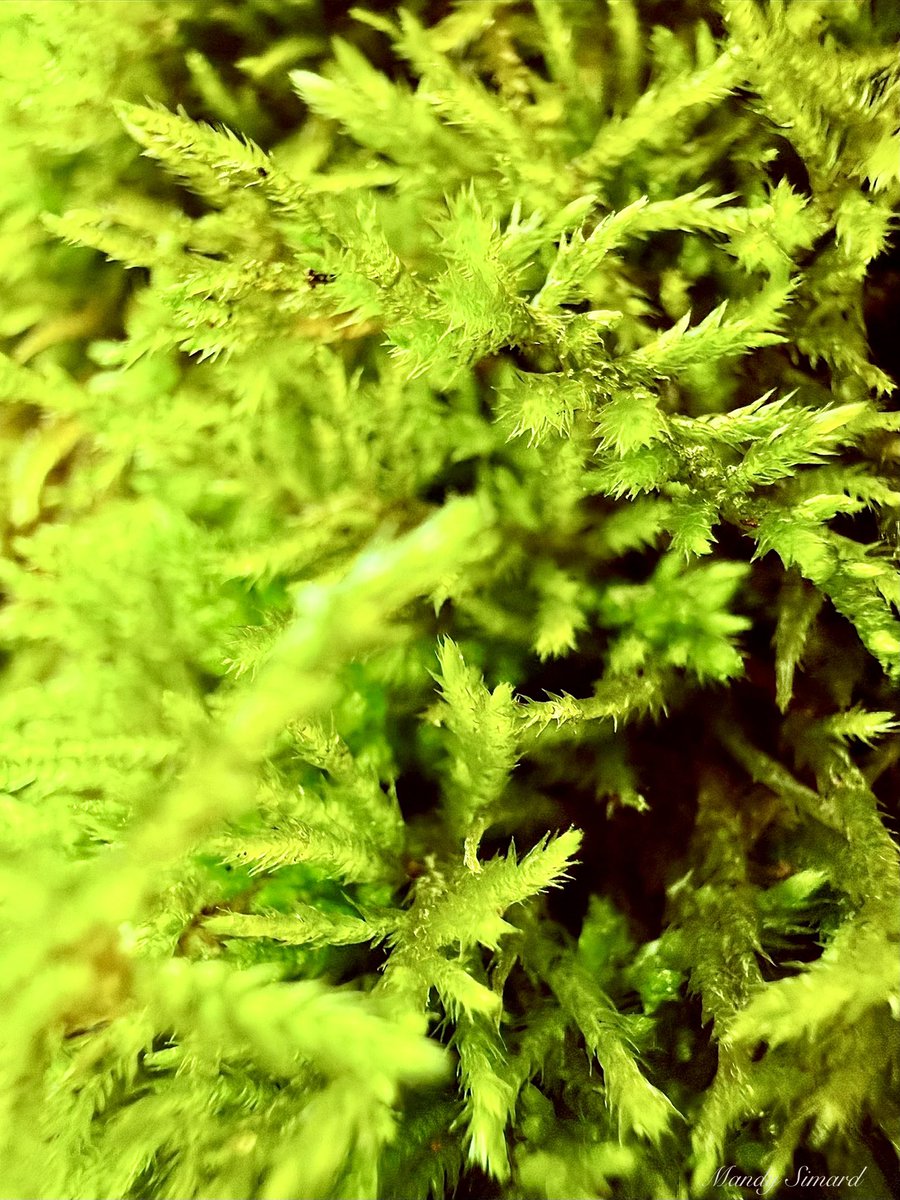 Mandy Simard tweet media