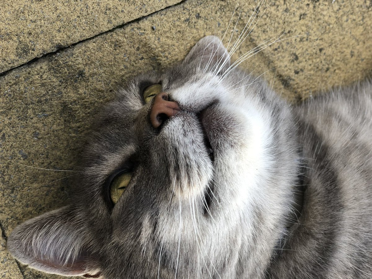 Malcolm & Baby Dog tweet media