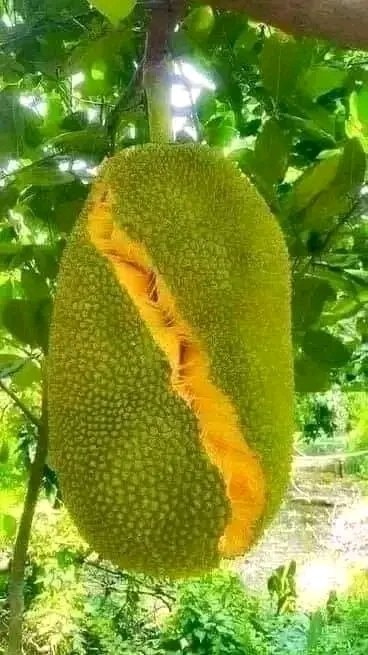 Nami Jojo💦🫦 tweet media