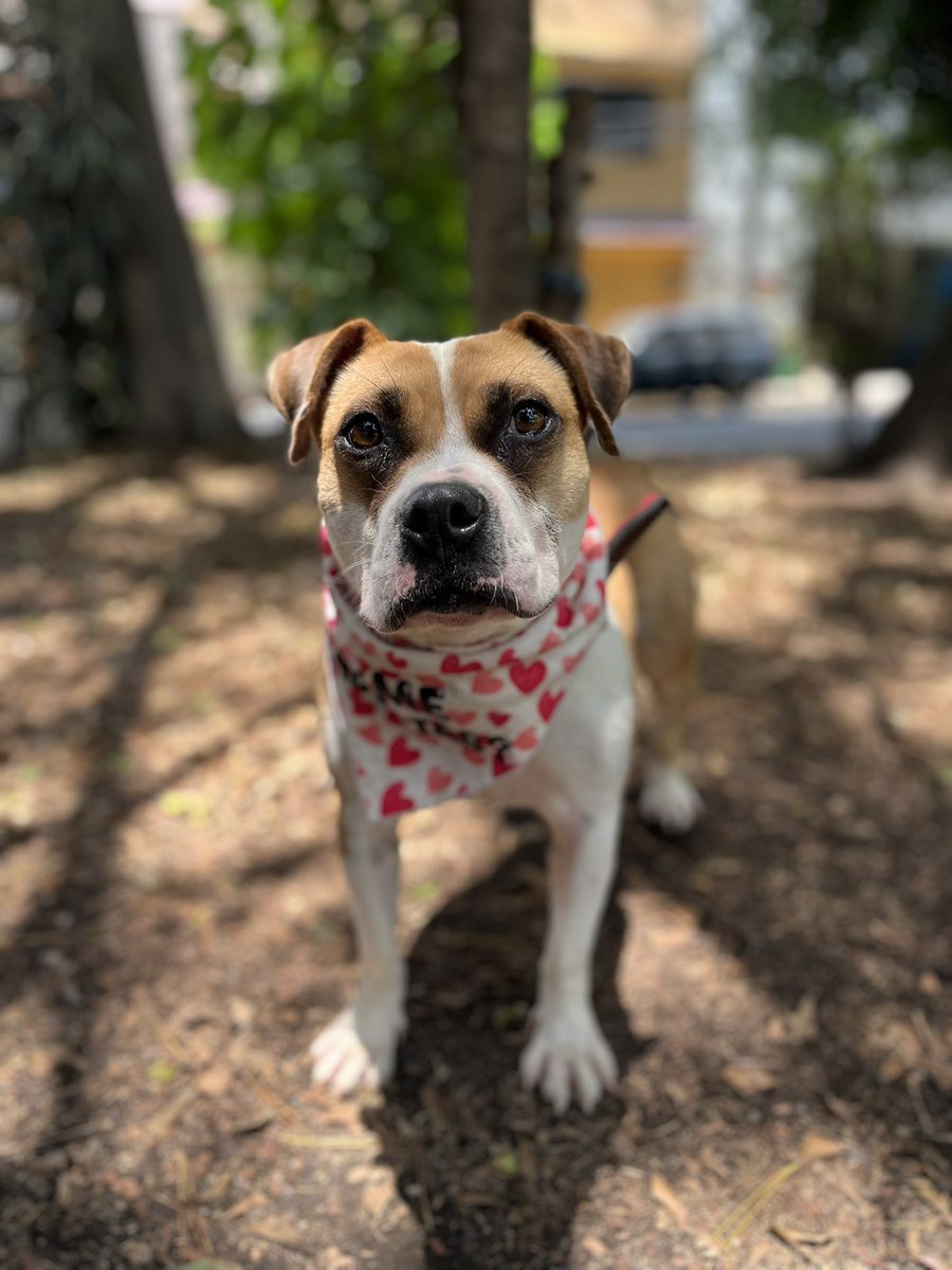 𝙷𝚎𝚕𝚊 𝙼𝚘𝚛𝚎 🐶 tweet media