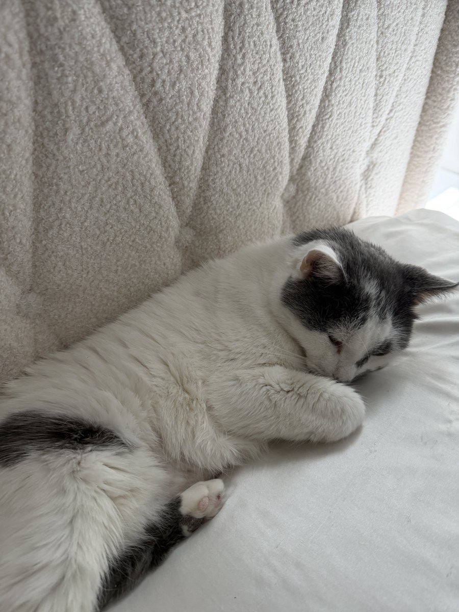 Mistress Max tweet media