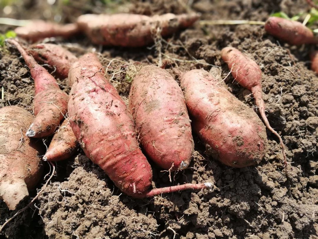 chefcookstrong tweet media