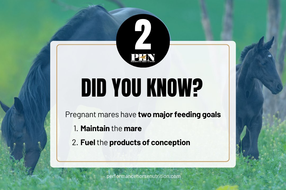 PHNEquine's tweet photo. PHN® DID YOU KNOW? ✨🐴
Pregnant mares have two major feeding goals that keep both mom and baby thriving:
🌾 Maintain the mare 
 🍼 Fuel the products of conception 
• 👶 Fetus
• 🧬 Support tissues 
📈 Total weight gain from fetus + tissues = 12–16% of the mare’s initial bw https://t.co/CJyyCoYNSK
