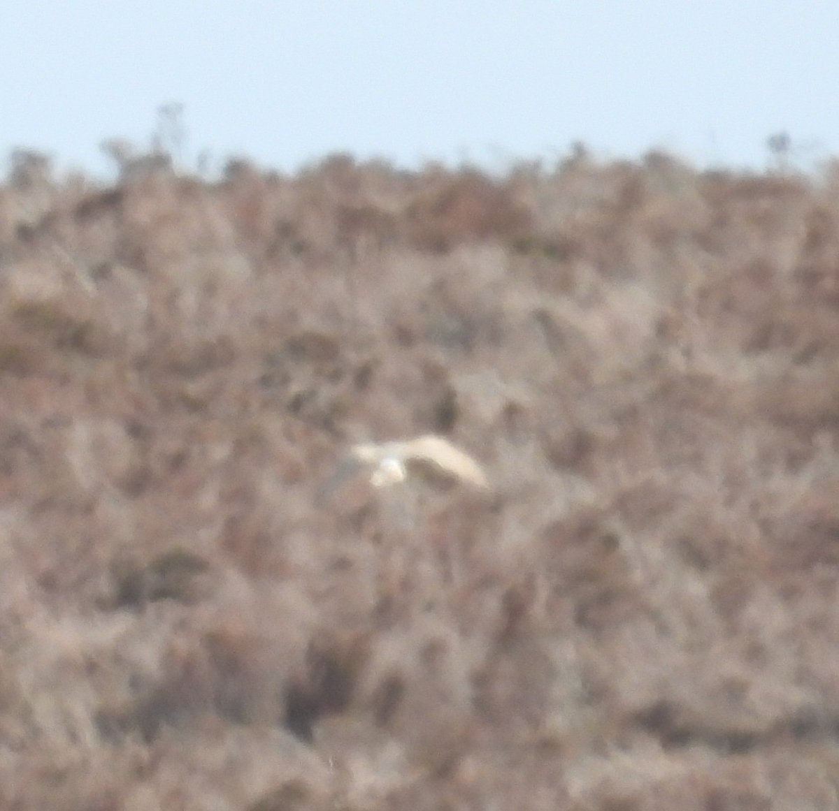 Mark32729033's tweet image. Doesn't matter how many times or how distant they are spotting Hen Harriers up on the north Wales moors is always exciting😊. Today a male and female seen from the road was our first this year 👌📸 #northwales