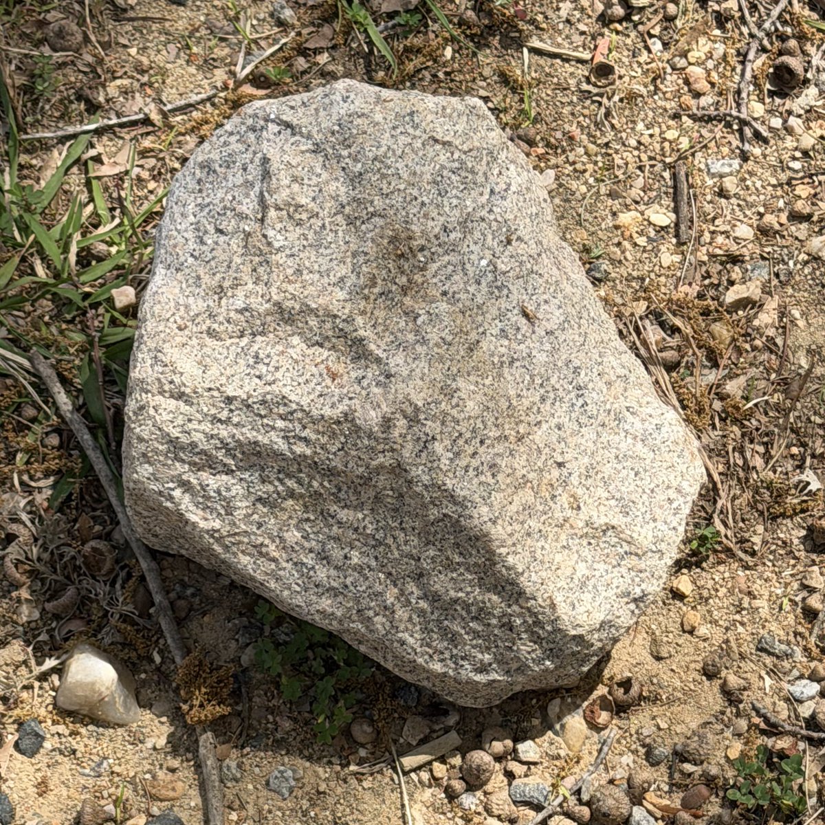 Gator Gar tweet media