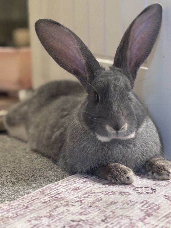 Carrot Cottage Rabbit Rescue tweet media