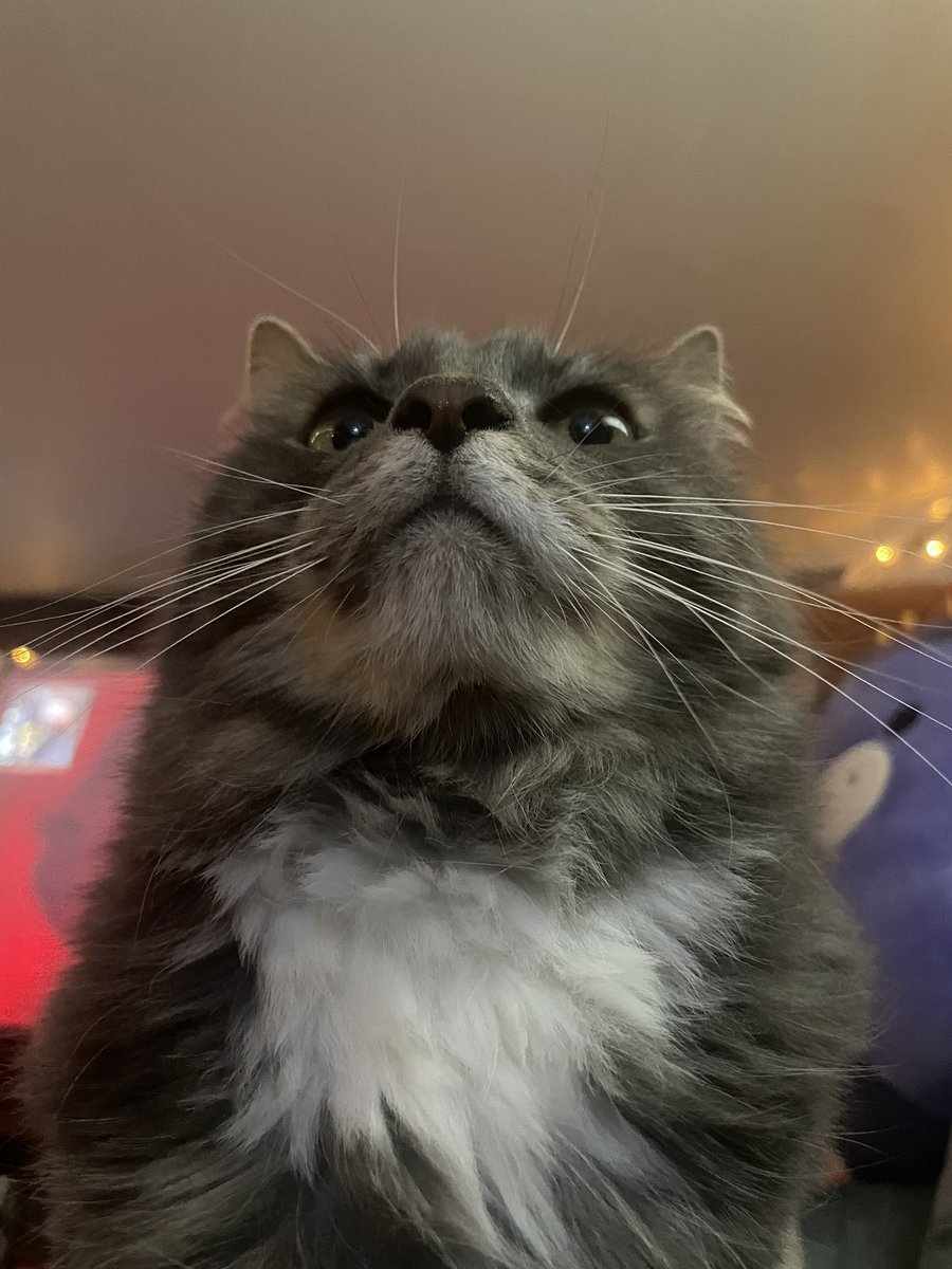 Cat 🖤 tweet media