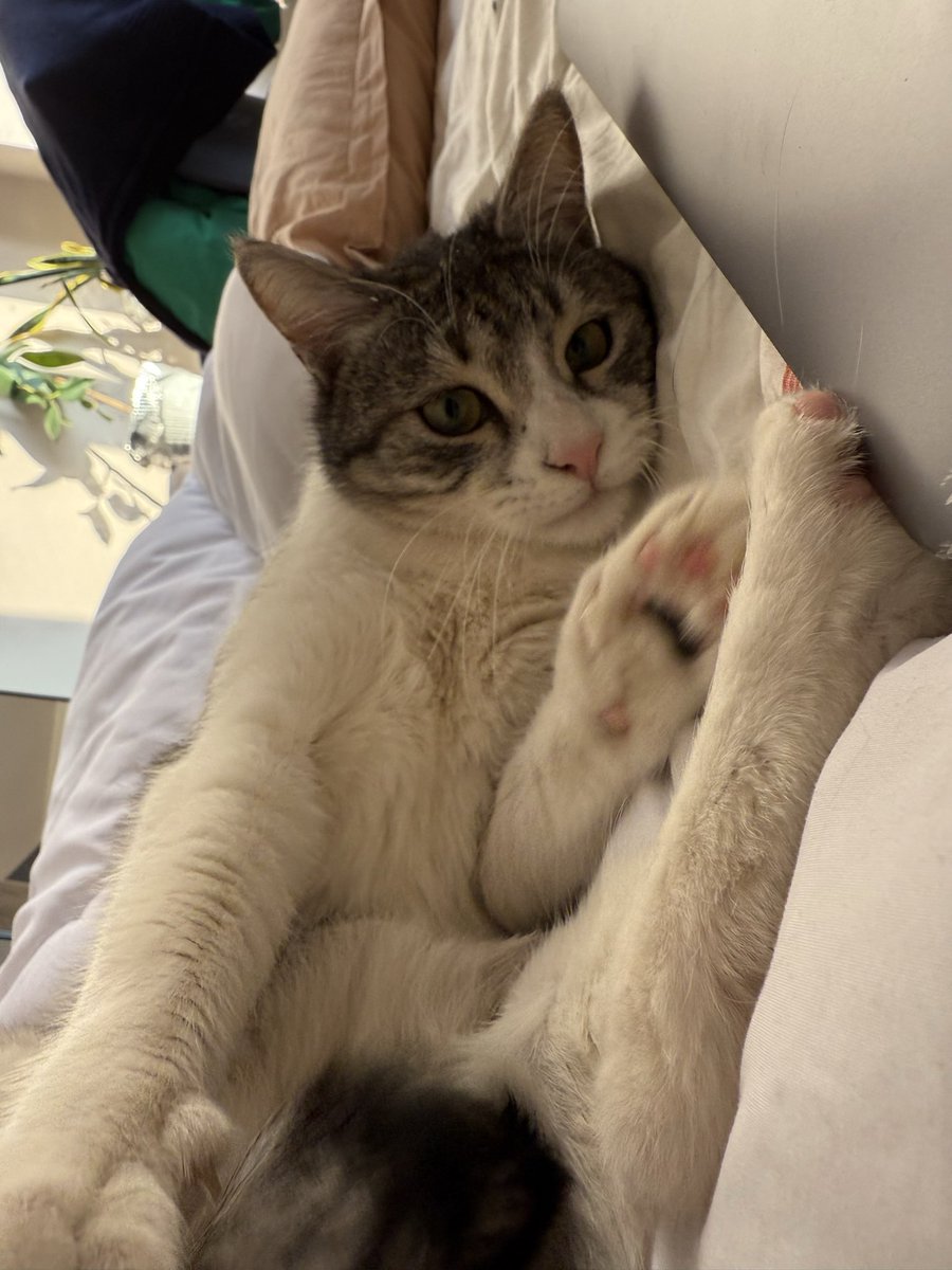 Alipat Sultanbegova tweet media