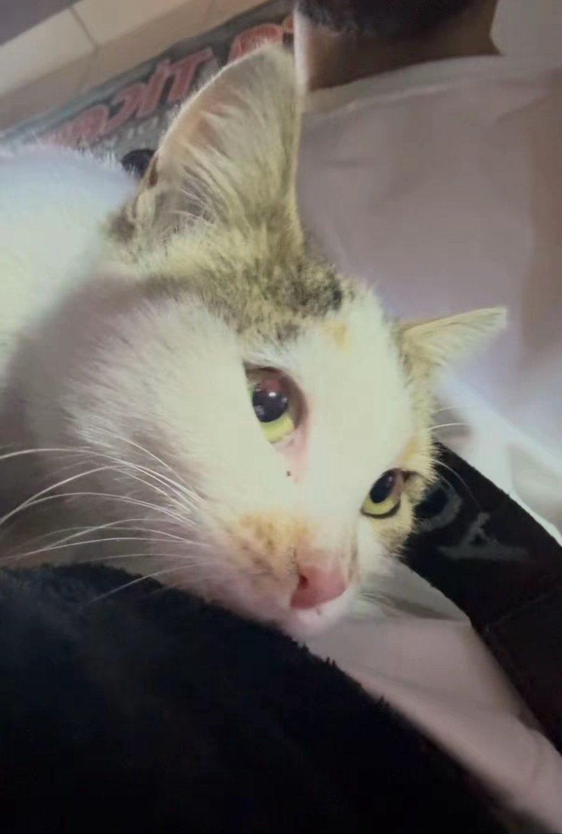 straßentiere brauchen auch liebe