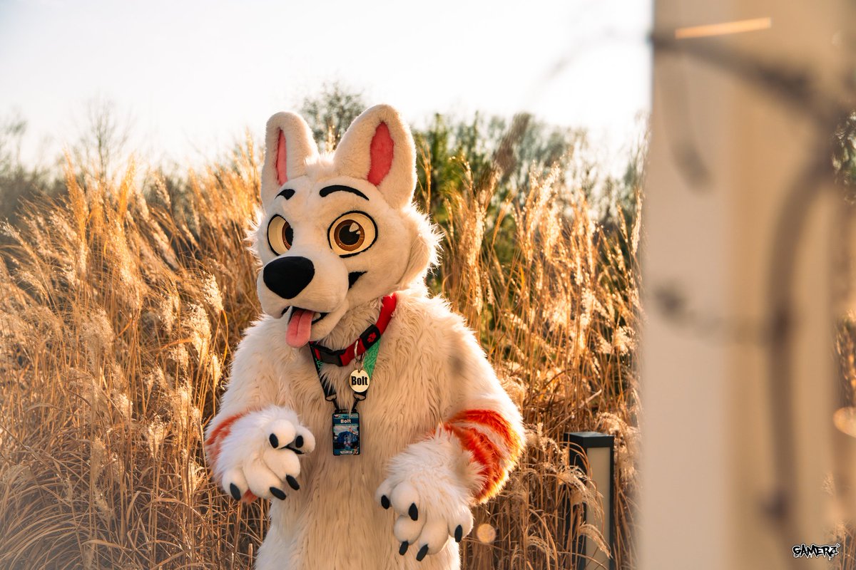 Bolt Railway Dog 🚂 tweet media