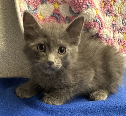 HALORSQ's tweet photo. πΎπ Smitten with kittens! ππΎ
Katsu, Piglet, Panini & Monte = the ultimate snack pack of cuteness π»π₯ͺ
Meet them at our main shelter:
π 3227 E Bell Rd, Ste D151, Phoenix
#adoptdontshop #kittenseason #phoenixpets #HALORescue #rescuecats https://t.co/z3ZqvAdBxv