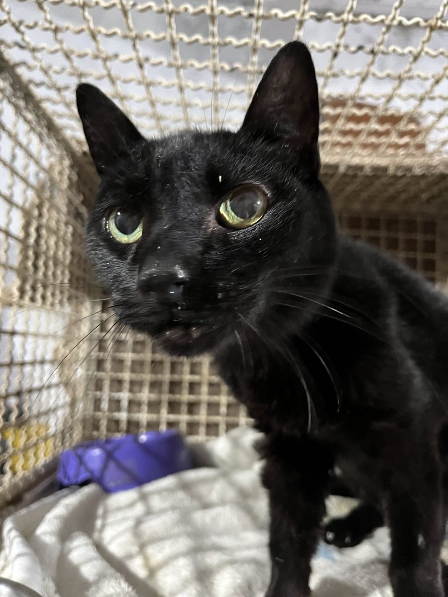 Abrigo Meimei tweet media