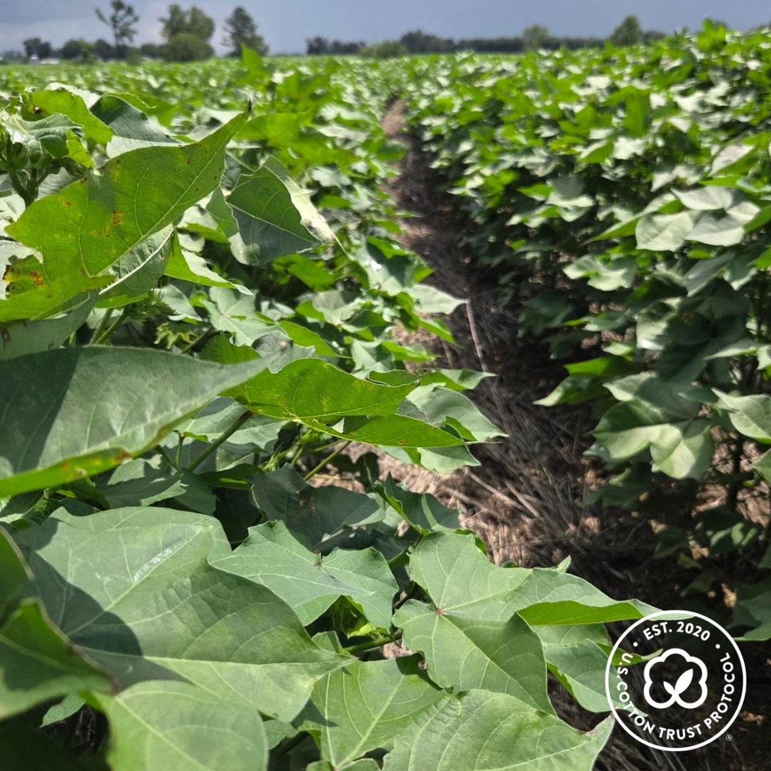 U.S. Cotton Trust Protocol tweet media