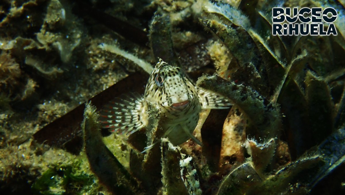 BuceOrihuela tweet media