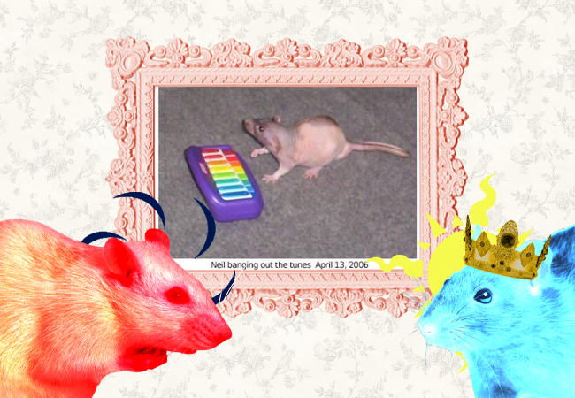 RAT LORE tweet media
