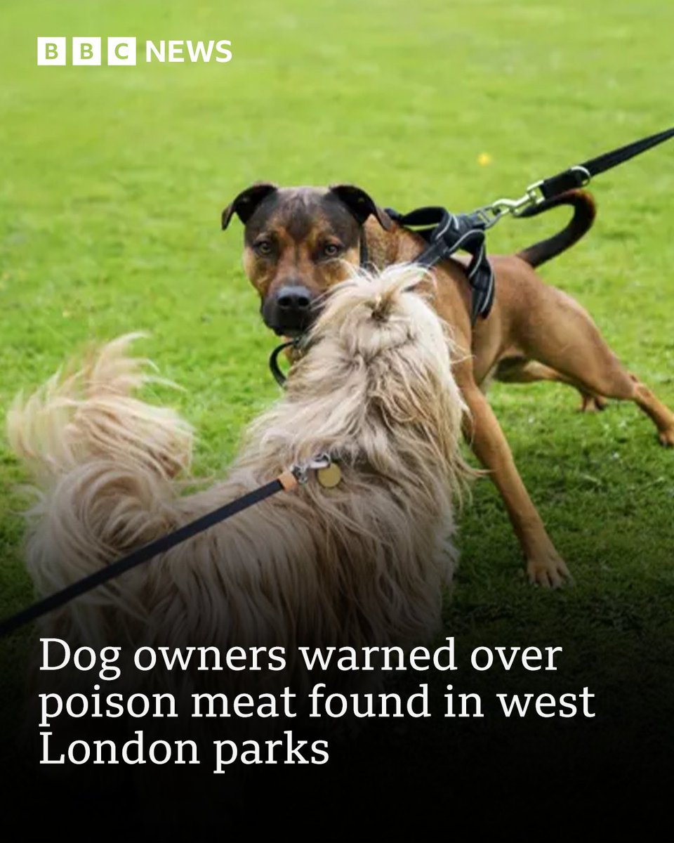 Police have issued a warning after suspected poisoned meat was found in two west London green spaces, leaving animals seriously ill and dead ➡️ bbc.in/4sAaOVH
