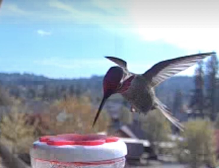 Reichsleiter Doback tweet media