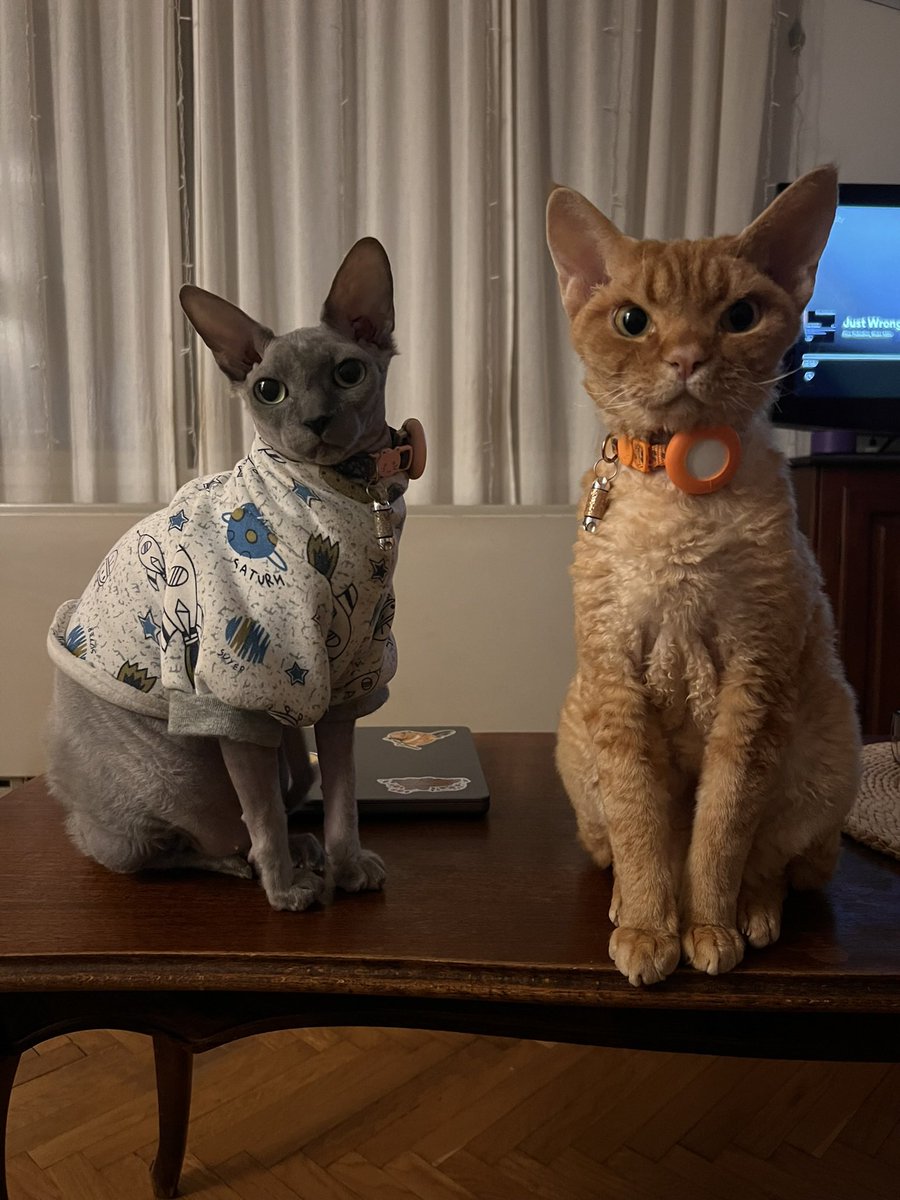 Коста Перестањ tweet media