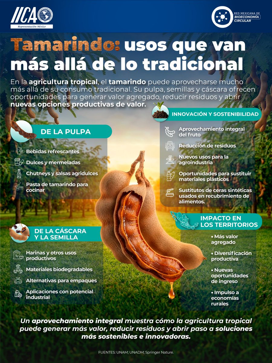 IICAMexico's tweet photo. 🌿 En la agricultura tropical, el tamarindo puede aprovecharse mucho más allá de su consumo tradicional.
Su pulpa, semillas y cáscara pueden generar valor agregado, reducir residuos y abrir nuevas oportunidades productivas. ⬇️
#AgriculturaTropical #EconomíaCircular #Tamarindo #IICAMéxico