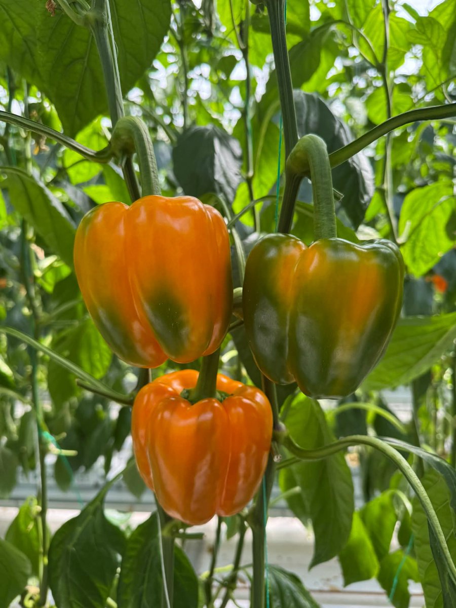 isr_mendoza's tweet image. Excelente inicio de semana #Entérate
#Pimiento #Bell 🫑 🌱 🔶️