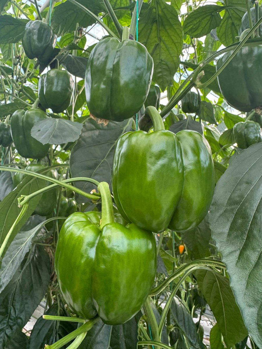 isr_mendoza's tweet image. Excelente inicio de semana #Entérate
#Pimiento #Bell 🫑 🌱 🔶️