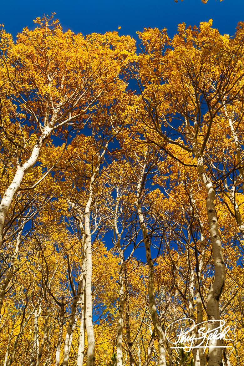 perryralph's tweet photo. Today is Monday - Nothing but Blue Skies do I See #BlueSky
"Changing Aspen"
The fall in Colorado means the aspen trees in the mountains change to a wonderful yellow. The Blue Sky on this day was amazing. #FallColor #AspenTrees #Colorado #RMNP #Photography101 https://t.co/cOyUBXDRsz
