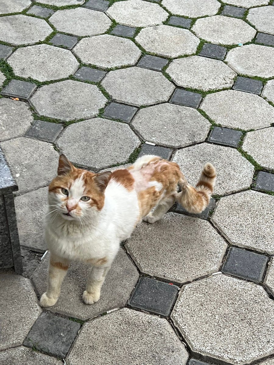 sokak hayvanlarına destek tweet media