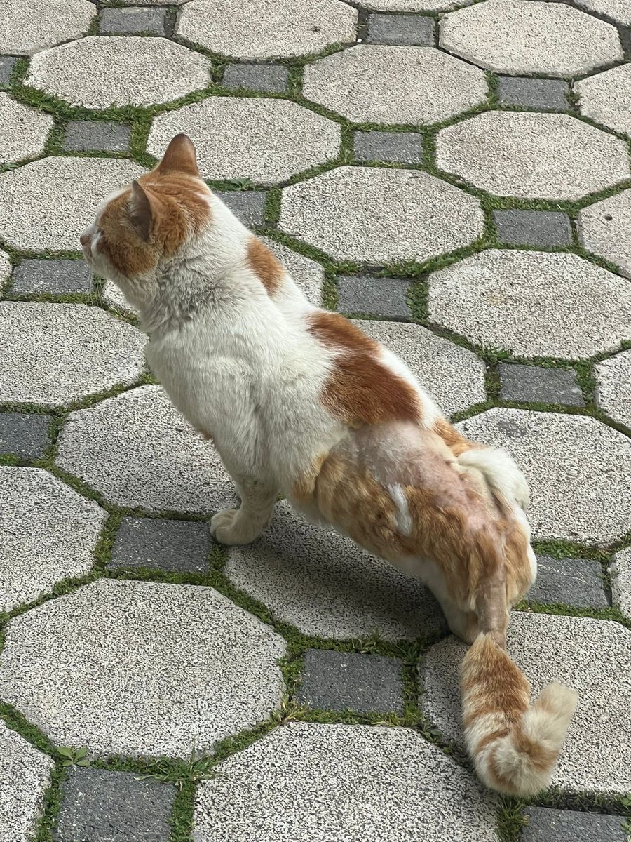 sokak hayvanlarına destek tweet media