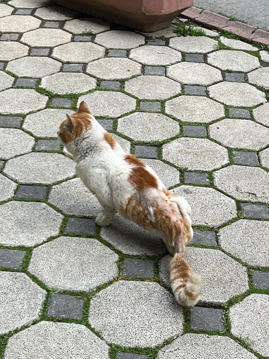 sokak hayvanlarına destek tweet media