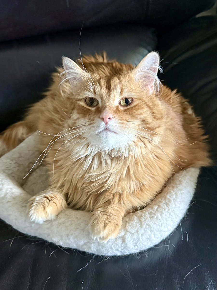 Andrew McCarthy tweet media