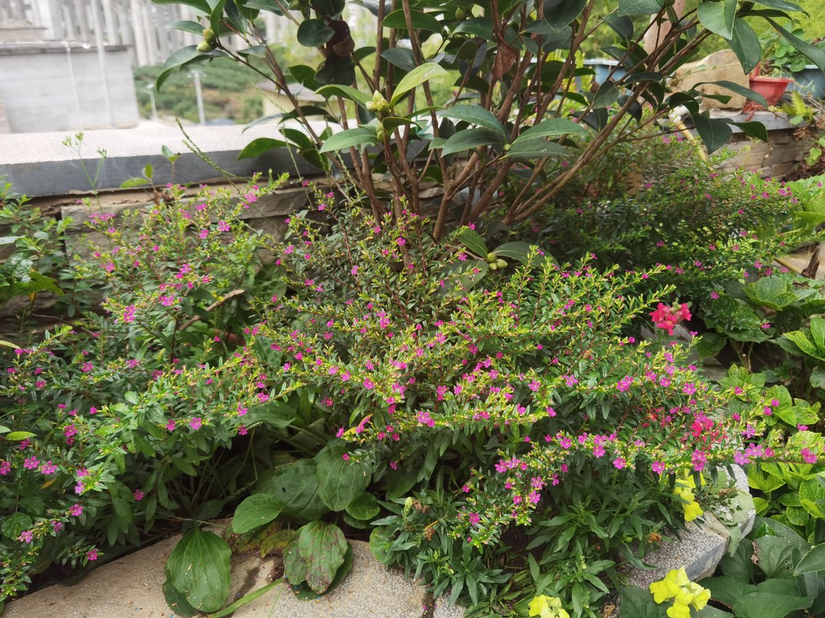 queen marlin tweet media