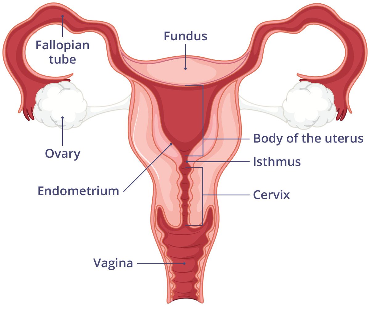 zyklon beast tweet media