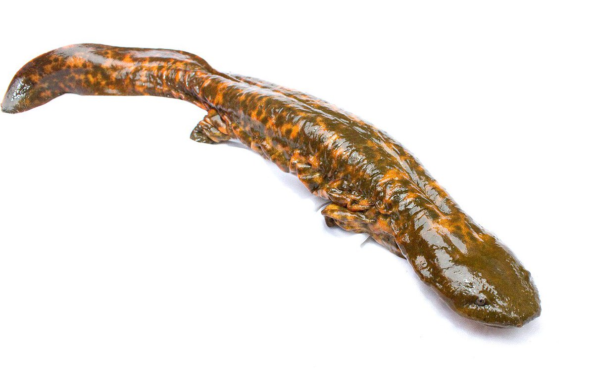 Olofthered's tweet photo. the hellbender is the fourth largest salamander species in the world, largest in the americas. lets here it for the hellbender. can i get an amen https://t.co/qjvvFDozbR