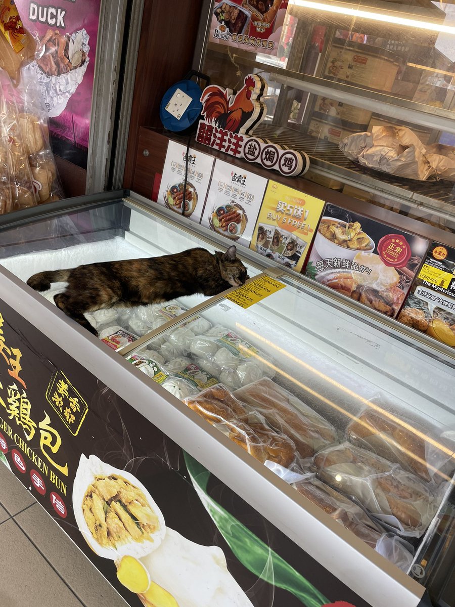 oshiffany's tweet photo. マレーシアが最近猛暑の影響か冷凍庫の上で寝てるヌコちゃん可愛すぎる…!!!!! https://t.co/CuSdLnXGfm